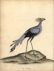 Secretario-ave, Sagitario-serpentario. Vulnerable. (Falco serpentarius) Grabado en cobre coloreado a mano de una ilustración de William Hayes de Portraits of Rare and Curious Birds from the Menagery of Osterly Park.