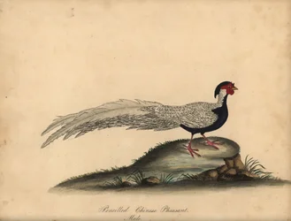 Faisán plateado, Lophura nycthemera, macho. (Faisán chino a lápiz, Phasianus nycthemerus) Grabado en cobre coloreado a mano de una ilustración de C. Hayes de la obra de William Hayes Portraits of Rare and Curious Birds from the Menagery of Osterly Park, Lo