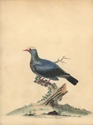 Paloma de corona blanca, Patagioenas leucocephala. Casi amenazada. (Columba leucocephala) Grabado en cobre coloreado de una ilustración de William Hayes de Portraits of Rare and Curious Birds from the Menagery of Osterly Park.