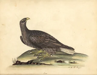 Pigargo europeo, Haliaeetus albicilla (Erne, Aquila albicilla). Grabado en cobre coloreado a mano de una ilustración de William Hayes y su hija M. (Matilda), de 