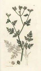 Flor de encaje blanco, Orlaya grandiflora (Pequeño caucalis o perejil basardo, Caucalis daucoides). Grabado en cobre coloreado a mano por James Sowerby de James Smith