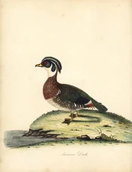 Pato de bosque, Aix sponsa. (Pato de verano, Anas sponsa.) Grabado en cobre coloreado a mano de una ilustración de William Hayes de Portraits of Rare and Curious Birds from the Menagery of Osterly Park (Londres: Bulmer
