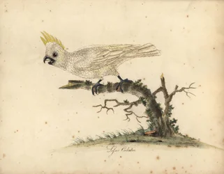 Cacatúa de cresta amarilla, Cacatua sulphurea En peligro crítico de extinción. (Cacatúa blanca menor) Grabado en cobre coloreado a mano de una ilustración de William Hayes de Portraits of Rare and Curious Birds from the Menagery of Osterly Park.