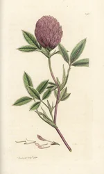 Trébol en zigzag o trébol, Trifolium medium. Grabado en cobre coloreado a mano por James Sowerby de James Smith