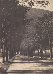 Alameda de árboles, Pau