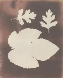 1. Hoja de Higuera. 2. Hoja de Espina Blanca