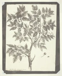 Copia del grabado botánico de "Celtis"