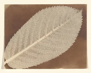 [Hoja]