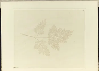 Hoja de una planta