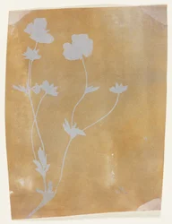 Tallo de hojas y flores