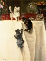 Gatos