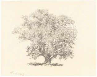 Un árbol con hojas completas
