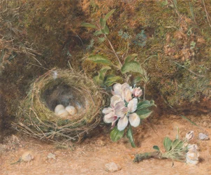Nido de pájaros con flores de manzano