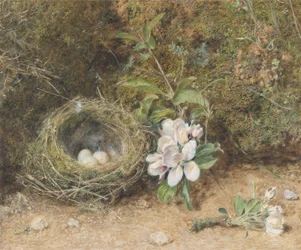 Nido de pájaros con ramas de flores de manzano, c.1845-50 (gouache y acuarela con tiza y goma en papel)