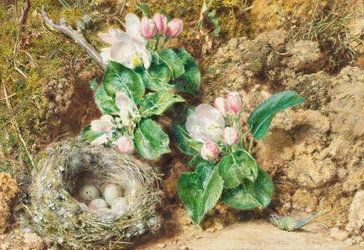 Nido de pájaro y flor de manzano