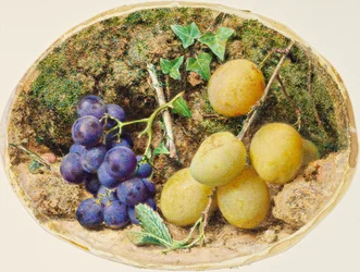 Ciruelas Golden Drop y uvas negras, c.1860