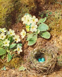 Primaveras y nido de pájaros con tres huevos azules