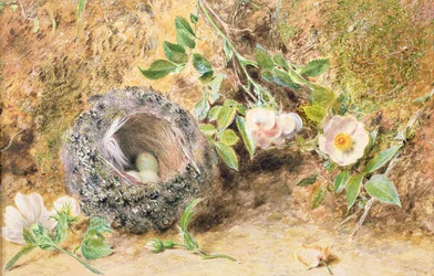 Naturaleza muerta con nido de pinzón
