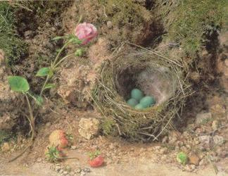 Naturaleza muerta con nido de pájaro