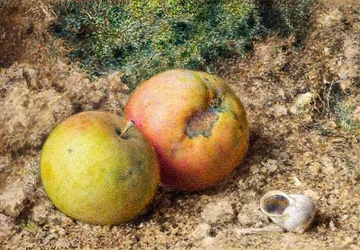 Naturaleza muerta con dos manzanas y una concha de caracol