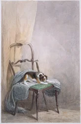 Estudio de un perro en una silla