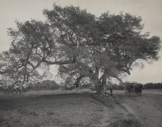 Robledal cerca de Pasadena, California