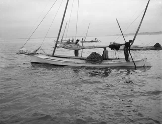 Dredging de ostras, c.1890-1910
