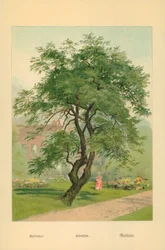 Acacia