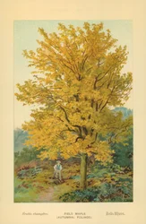 Arce de campo (Follaje otoñal)