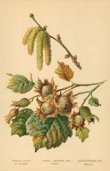 Avellano, amentos y frutos