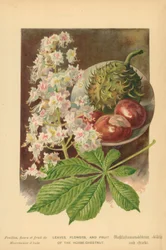 Hojas, Flores y Frutos del Castaño de Indias