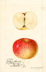 Manzanas favoritas de Shelleys (Malus domestica) (acuarela)
