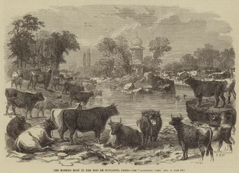 El anfitrión cornudo en el Bois de Boulogne, París