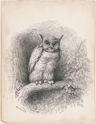 Búho