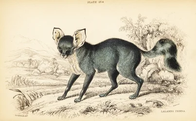Zorro orejudo, Otocyon megalotis (zerda de Lalande, Agriodus auritus)