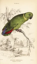Inseparable de collar negro, Agapornis swindernianus
