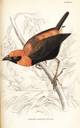 Obispo rojo de alas negras, Euplectes hordeaceus