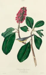 Atrapamoscas de Bonaparte