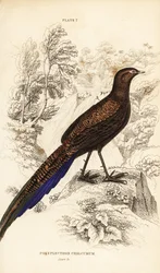 Faisán pavo de cola de bronce o faisán pavo de Sumatra