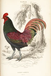 Gallo bronceado de Sumatra, Gallus aeneus