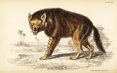 Hiena marrón o lobo de playa, Hyaena brunnea