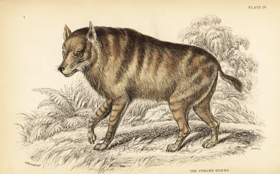 Hiena marrón o strandwolf, Hyaena brunnea (Hiena de la playa, Hyaena villosa)