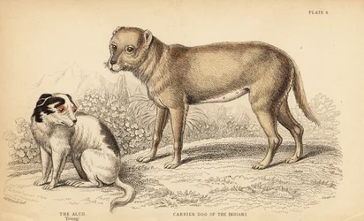 Perro de carga de los indios o el Techichi de México, ancestro del chihuahua, Canis lupus familiaris, y un joven perro Alco, Yzi-cuinte potzotli en México, Canis lupus familiaris (Canis alco)