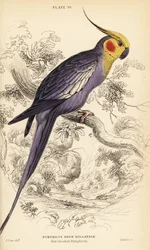 Cacatúa ninfa, Nymphicus hollandicus