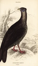 Faisán de dorso de fuego crestado, Lophura ignita, hembra (gallo de Macartney, Euplocomus ignitus)