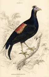 Faisán noble, Lophura ignita, macho (gallo de Macartney, Euplocomus ignitus)