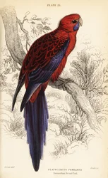 Rosella carmesí, Platycercus elegans