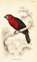 Quebrantahuesos carmesí, Pyrenestes sanguineus sanguineus