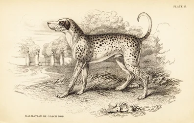 Perro dálmata o perro de carruaje, Canis lupus familiaris