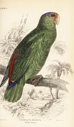 Amazona festiva, Amazona festiva